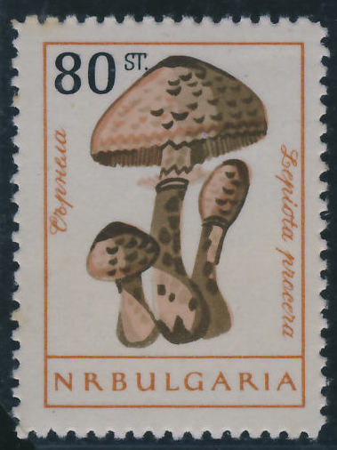Bułgaria 80 st. -Czubajka kania