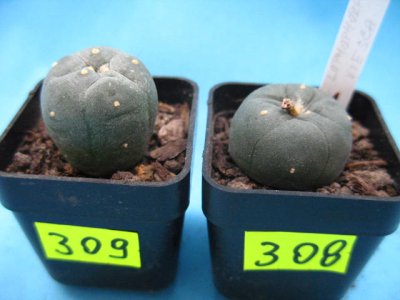 Kaktusy Lophophora williamsii nr308