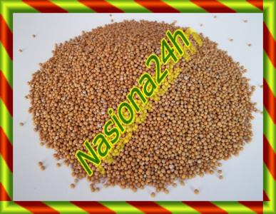 Gorczyca biała - nasiona na kiełki - 500 g