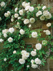 Róża pnąca Biała, Róże 100 odmian (21) - 6094721522 - oficjalne archiwum  Allegro