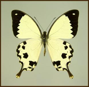Motyl w gablotce Papilio dardanus meriones