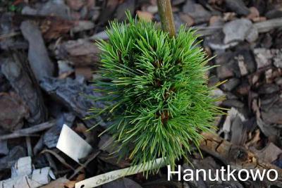 Pinus cembra Ortler - miniaturowa limba