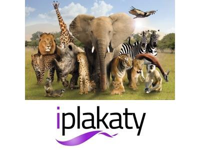 Zwierzęta Afryki - plakat, plakaty 91,5x61 cm
