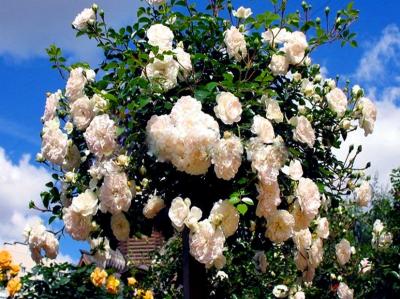 Róża kaskadowa na pniu MADAME PLANTIER /TWOJESADY - 3992605092 - oficjalne  archiwum Allegro