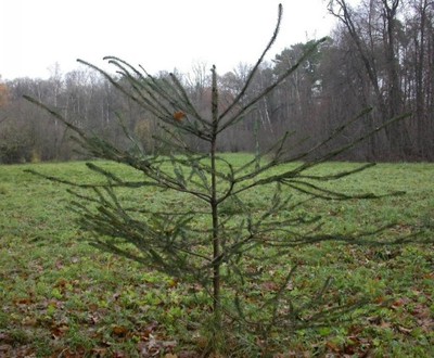 Picea abies 'Virgata' - Świerk WĘŻOWY DZIWADŁO !