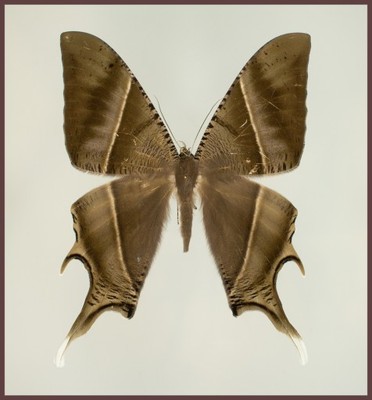 Motyl w gablotce Lyssa zampa