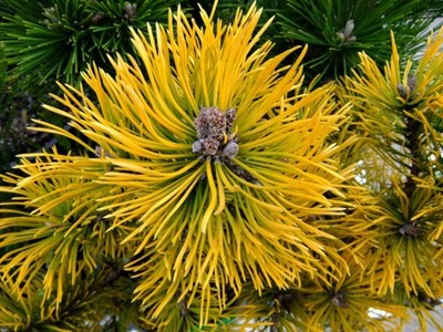 Pinus mugo 'Amber Gold' - Sosna górska