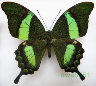 Papilio palinurus Filipiny 78mm