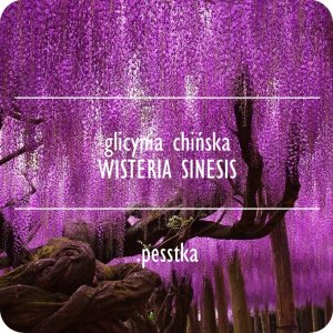 wisteria Glicynia 5 nasion fioletowa pnącze krzew