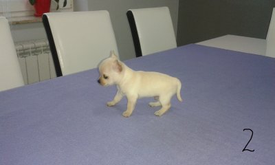 Chihuahua miniaturka krótkowłosa. - 6484885442 - oficjalne archiwum Allegro