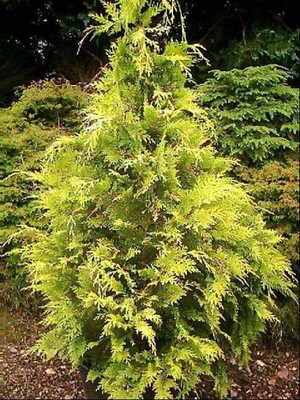 Chamaecyparis lawsoniana 'Golden King' Cyprysik