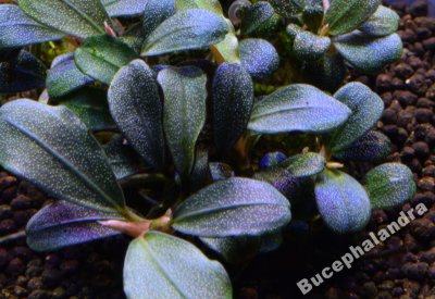 Bucephalandra Brownie Jade