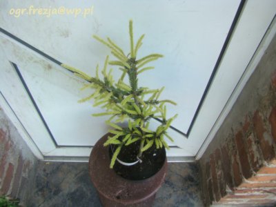 Picea abies 'Argenteospicata' - Świerk pospolity