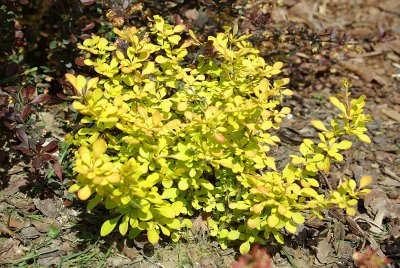 Berberys thumberga 'aurea' żółty