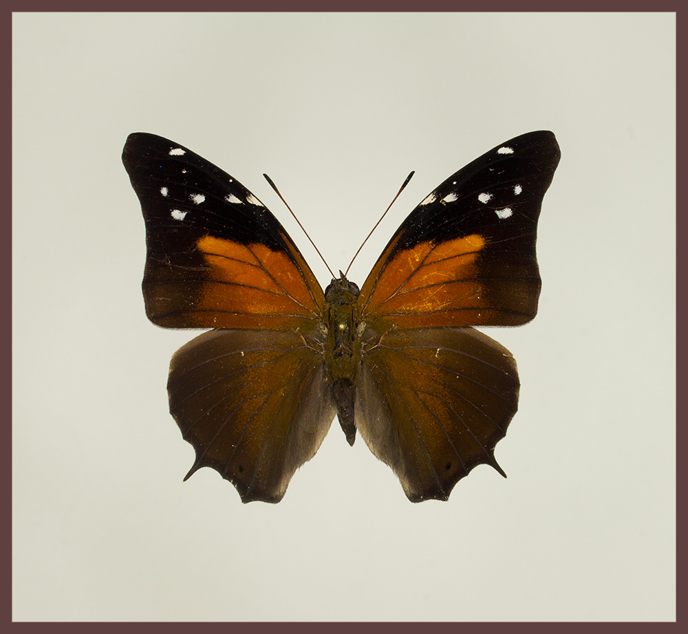 Motyl w gablotce Historis acheronta