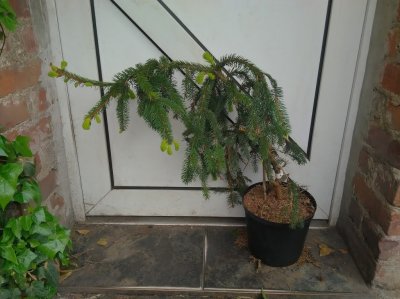 Picea abies 'Inversa' - Świerk pospolity (PŁACZĄCY