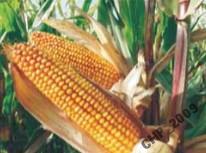 ES COMBI FAO 220-230 nasiona kukurydzy ziarno