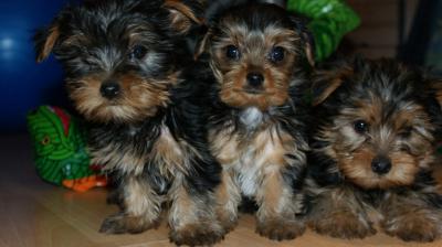 Śliczne YORKI Yorkshire Terrier pieseki kochane