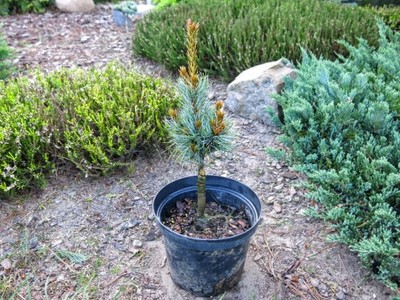 Pinus parviflora 'Gimborn's Ideal' - unikat !!!