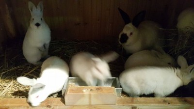 pasza dla królika + biały królik gratis