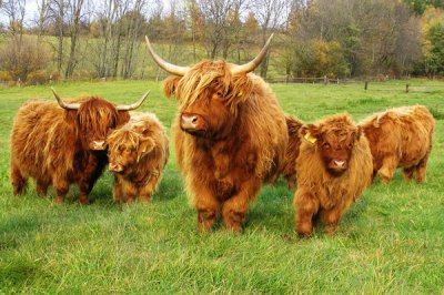 Highland, krowy szkockie - jałówki,byczki,EKOLOGIA