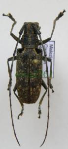 Cerambycidae4 Malezja samica