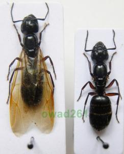 Camponotus herculeanus Gmachówka cieśla