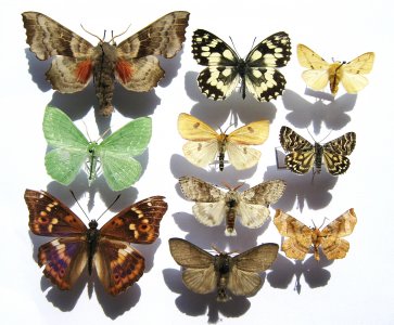 Zestaw motyli 10szt. na szpilkach entomo. (opis)