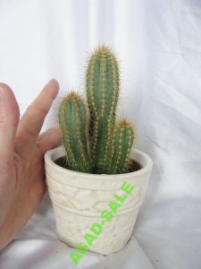 Kaktus  Pilosocereus Azureus 24 cm  2 letni