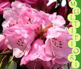 rododendron WINTERPURPUR - różowa nowość