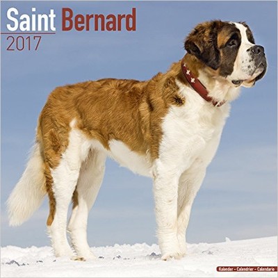 Kalendarz Bernardyn St Bernard Calendar 2017 psy