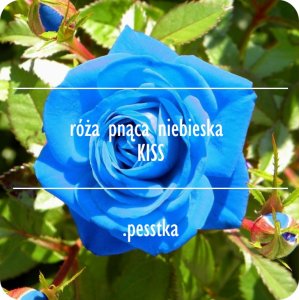 48 róża KISS niebieska pnąca nasiona pesstka