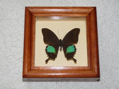 Motyl Papilio paris - samiec w gablotce !!