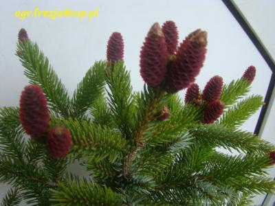 Picea bicolor 'Howell's Dwarf' - Świerk dwubarwny