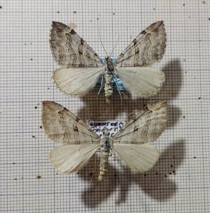 Motyle do kolekcji - Aplocera plagiata