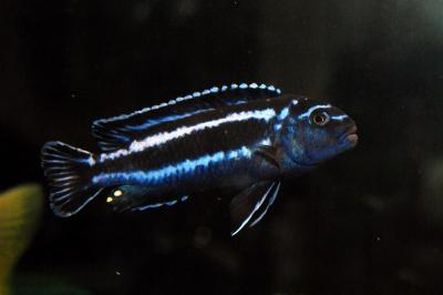 Melanochromis MAIGANO - MALAWI Śląsk