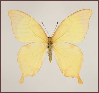 Motyl w gablotce Papilio nobilis