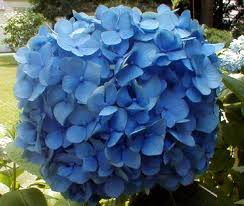 hortensja nikko blue gigantyczne kwiatyw donicy