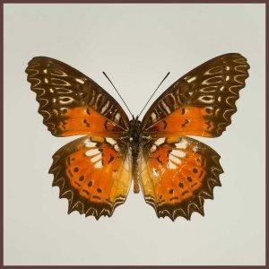 Motyl w gablotce Cethsoa biblis picta