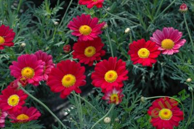 Złocień Krzewiasty Argyranthemum Starlight Red