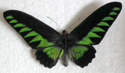 motyl-Trogonoptera brookina albescens  nr2