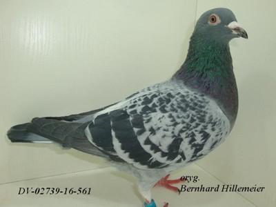 Gołębie pocztowe B.Hillemeier -DV02739-16-561