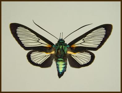 Motyl w gablotce Cocytia durvilli