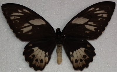 motyl-Ornithoptera priamus albiero nr.1
