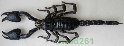 Heterometrus cyaneus skorpion 147mm Indonezja