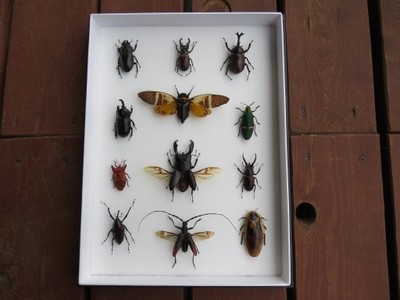 gablota entomologiczna, owady, skorpion