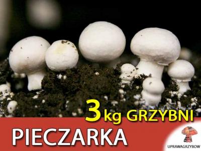 PIECZARKA -GRZYBNIA 3KG ziarno OKAZJA pieczarki