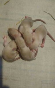 szczurki