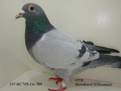 Gołębie pocztowe B.Hillemeier -DV02739-16-709