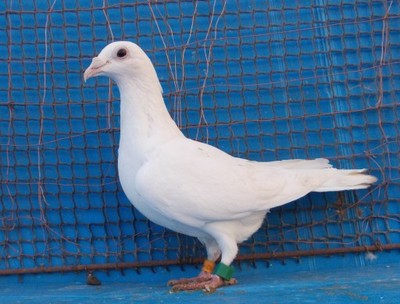 gołębie białe pocztowe CZ,DV 2014
